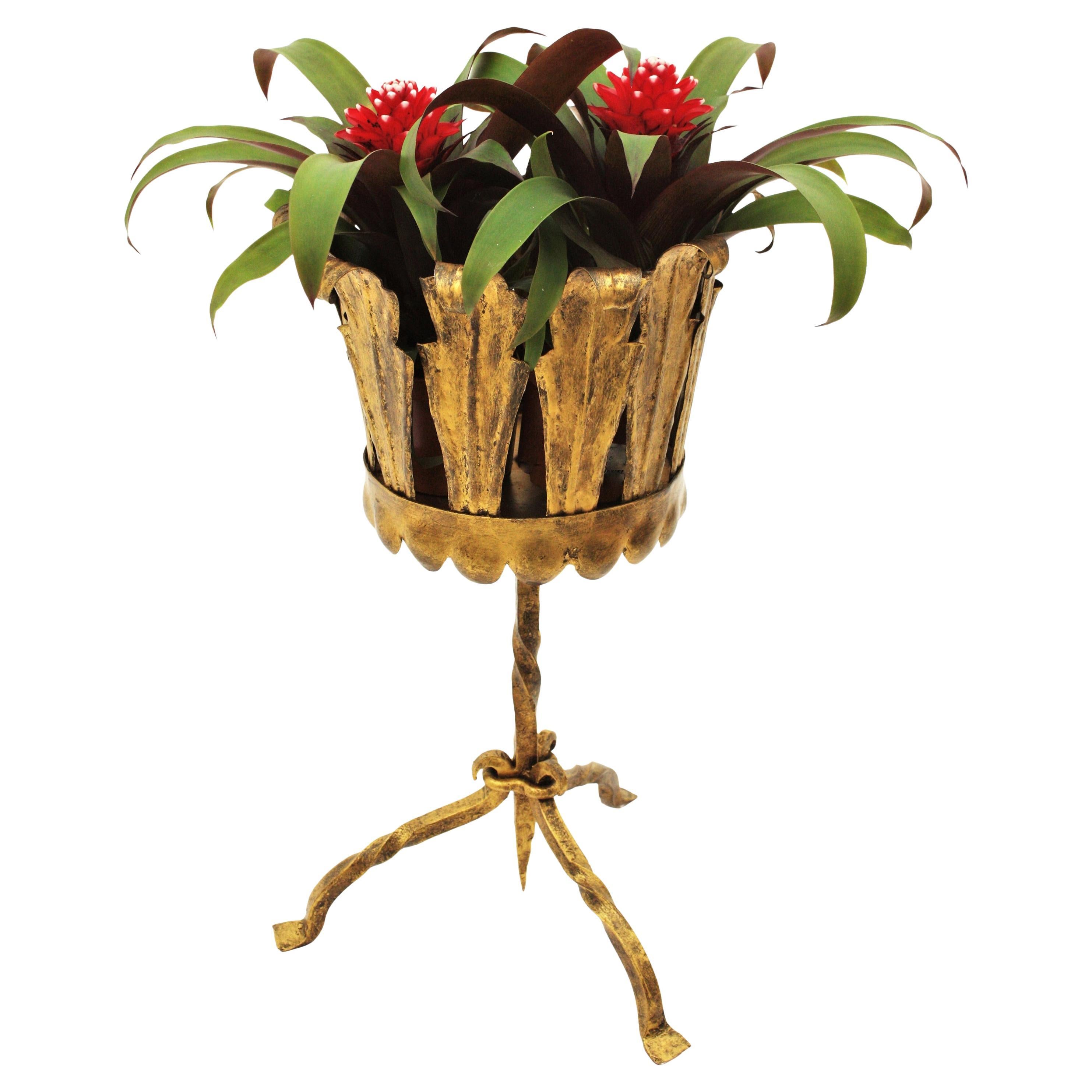 Spanish Tripod Planter in Gilt Wrought Iron For Sale