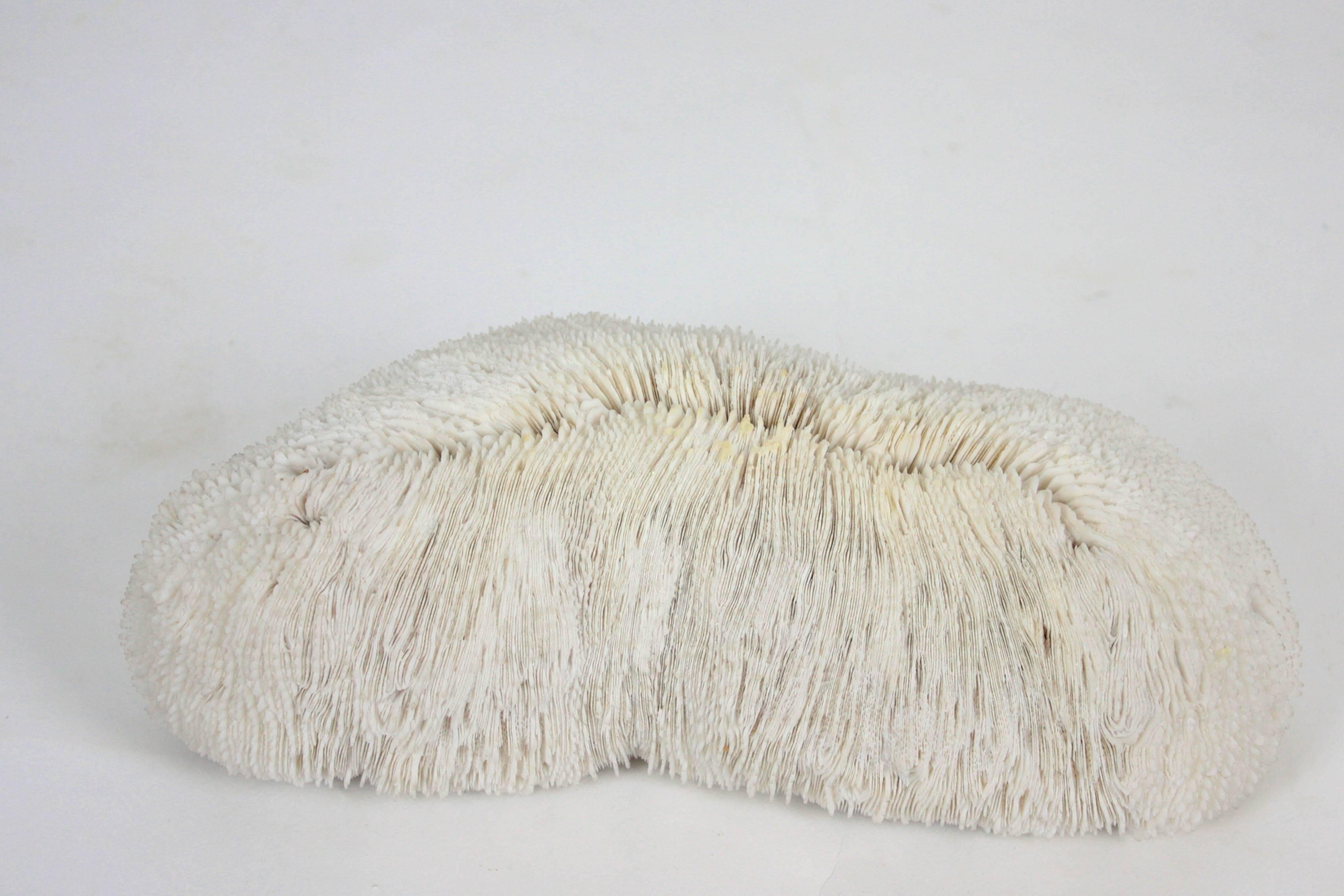 Mid-Century Modern Midcentury Oblong White Coral Specimen