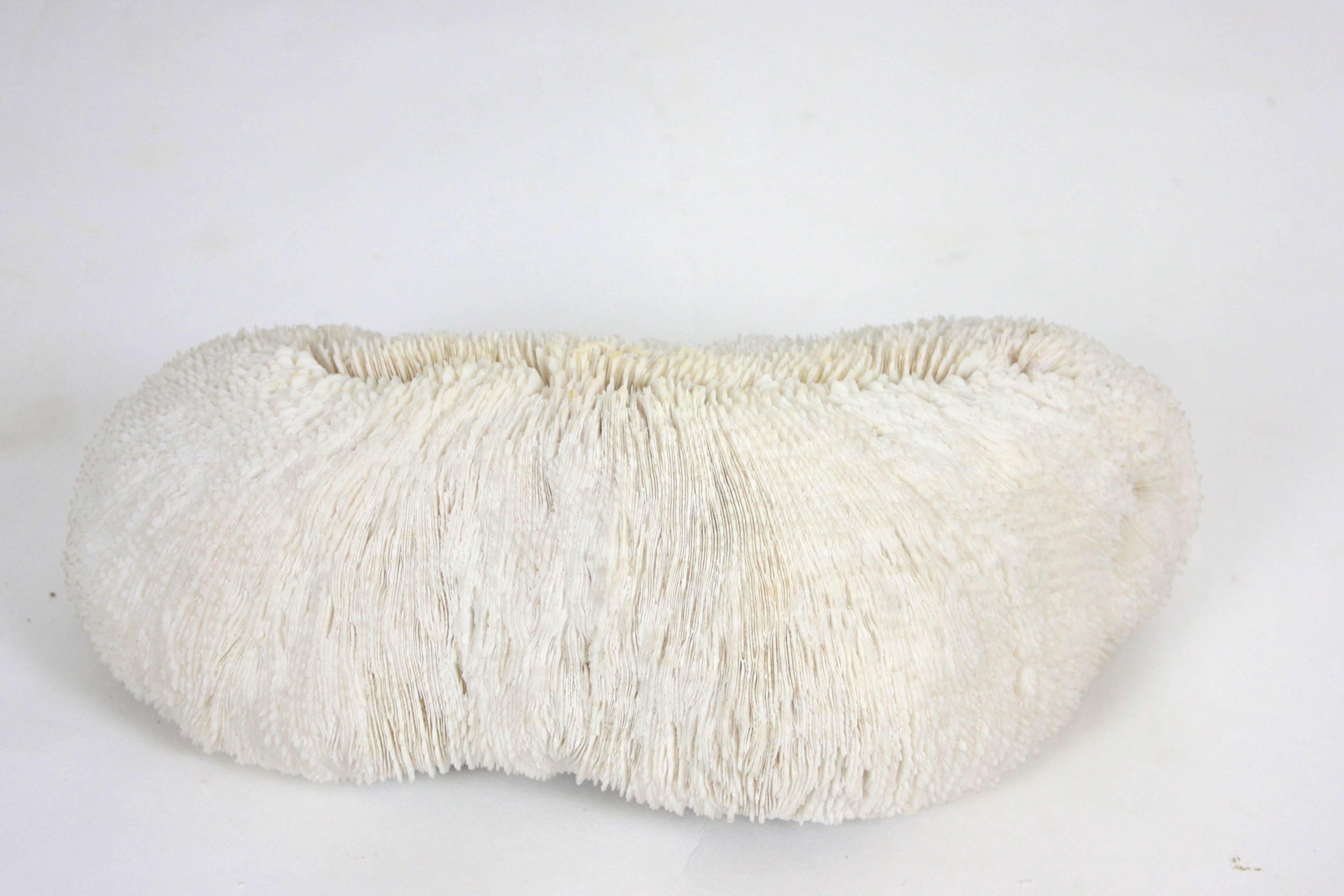 Spanish Midcentury Oblong White Coral Specimen