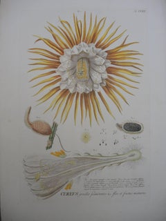 Four 19th Century French Hand Colored Botanical Engravings of Exotic Flora