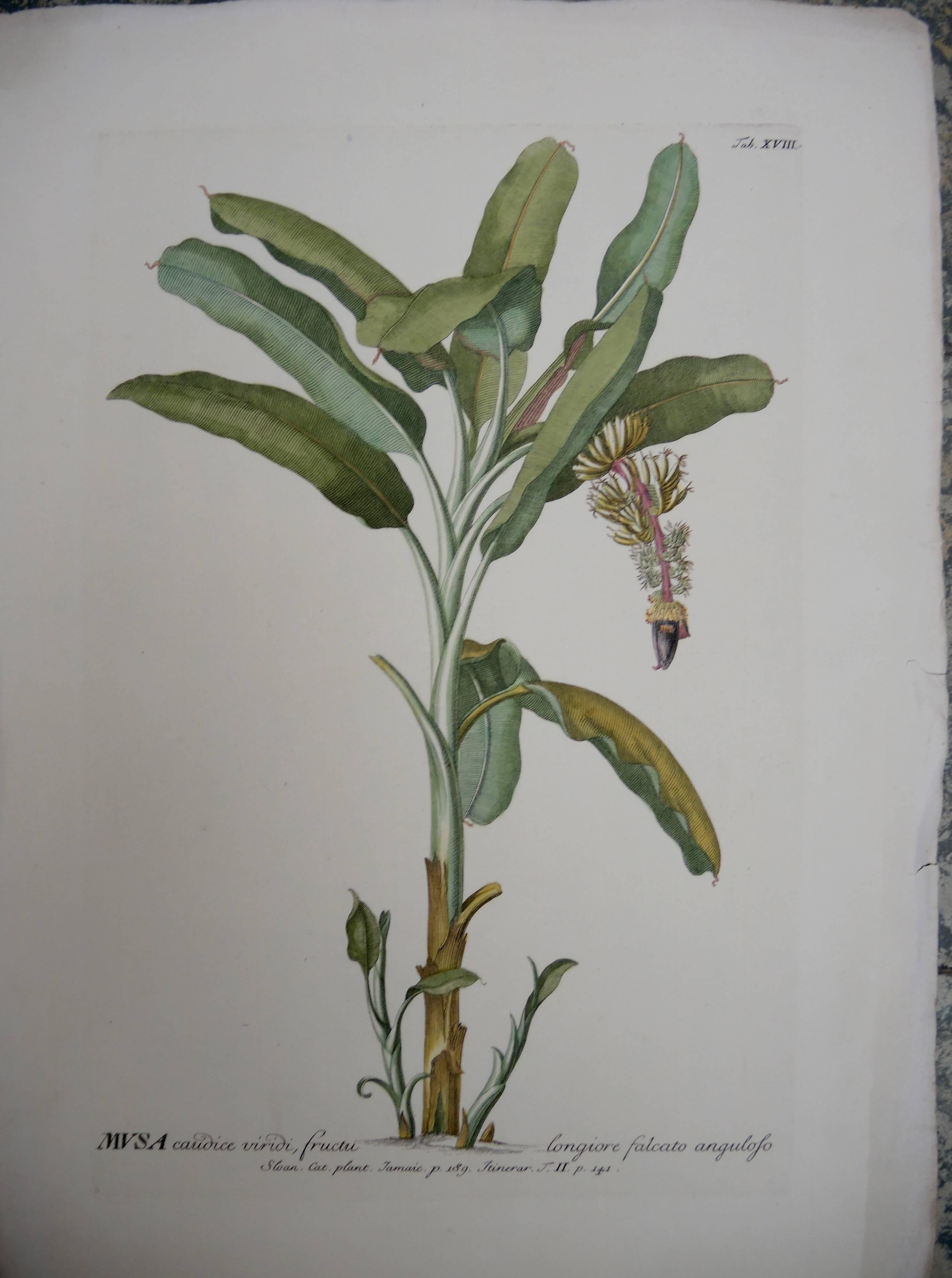 Four 19th Century French Hand Colored Botanical Engravings of Exotic Flora In Good Condition For Sale In Antwerp, BE