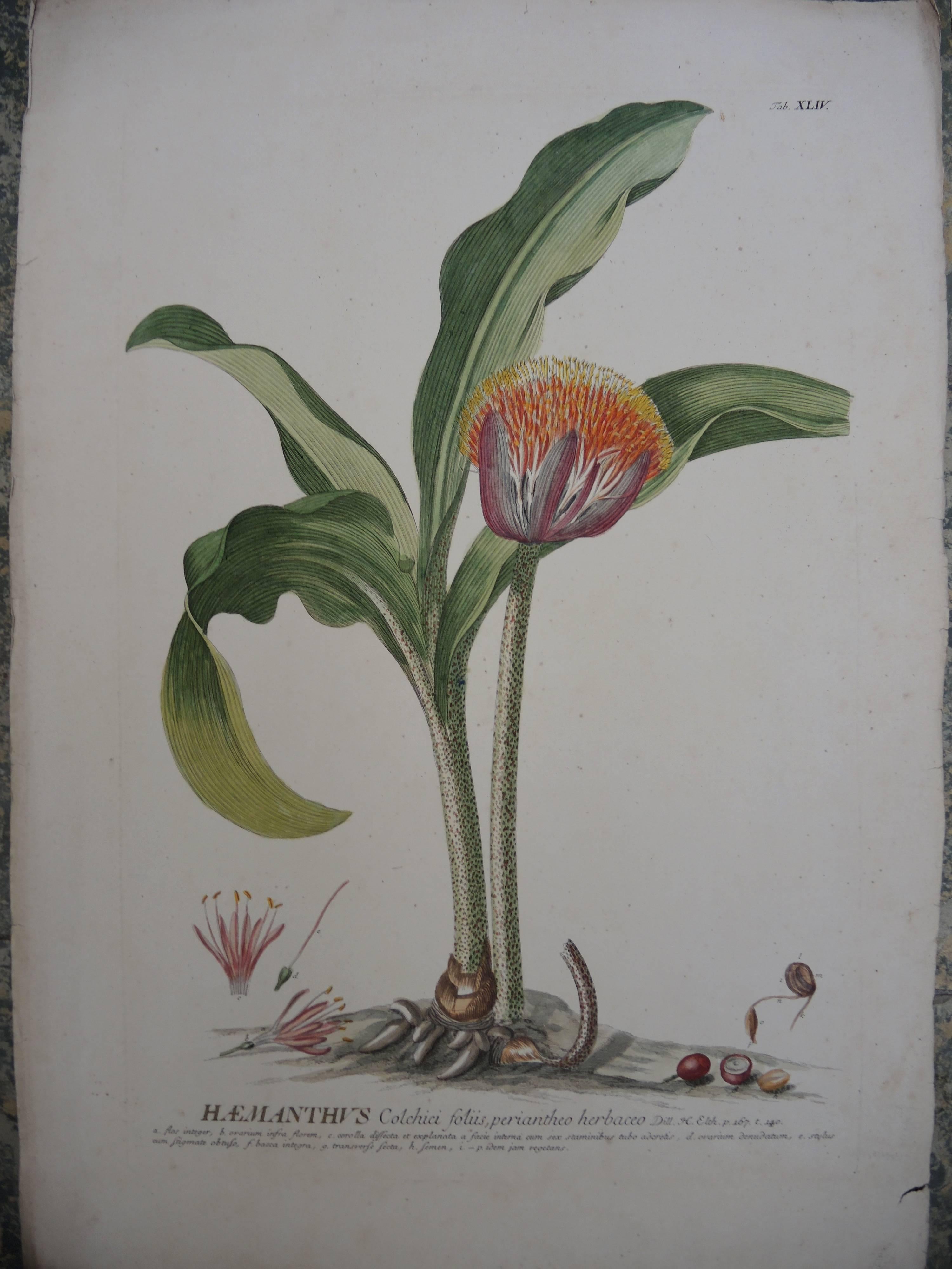 Four 19th Century French Hand Colored Botanical Engravings of Exotic Flora For Sale 1