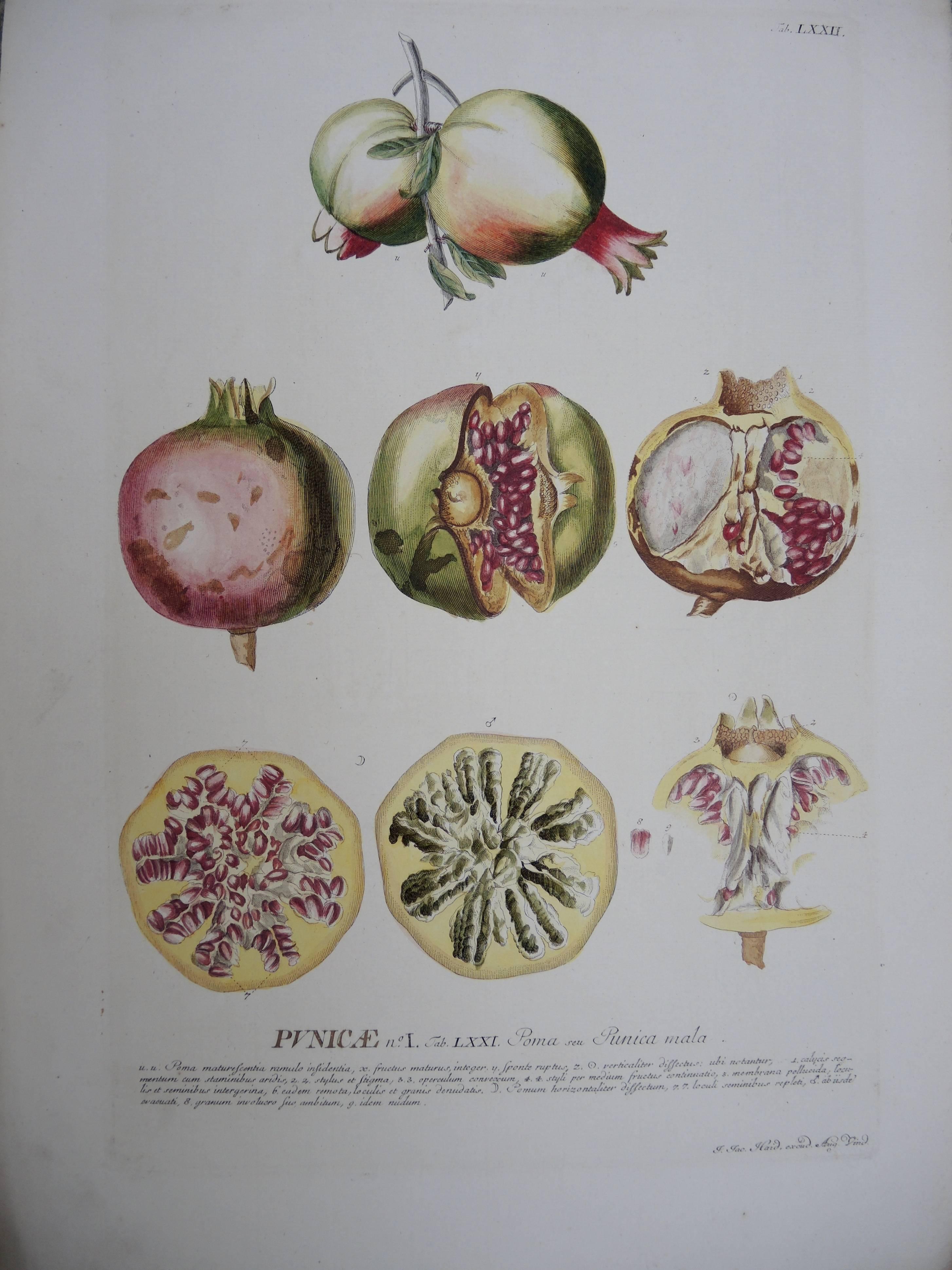 Four 19th Century French Hand Colored Botanical Engravings of Exotic Flora For Sale 2