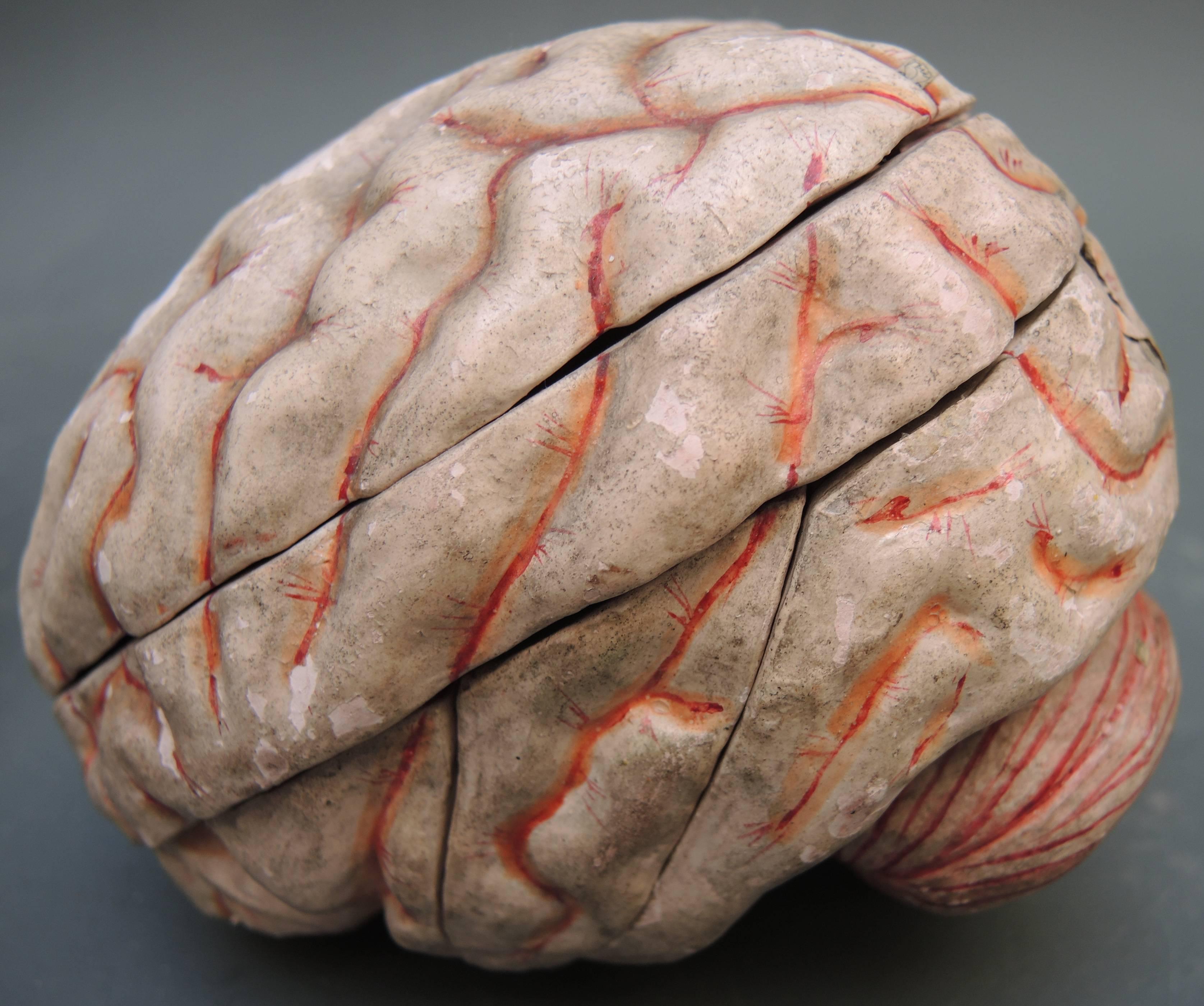 French Papier Mâché Scientific Model of the Brain by Dr. Auzoux For Sale 1