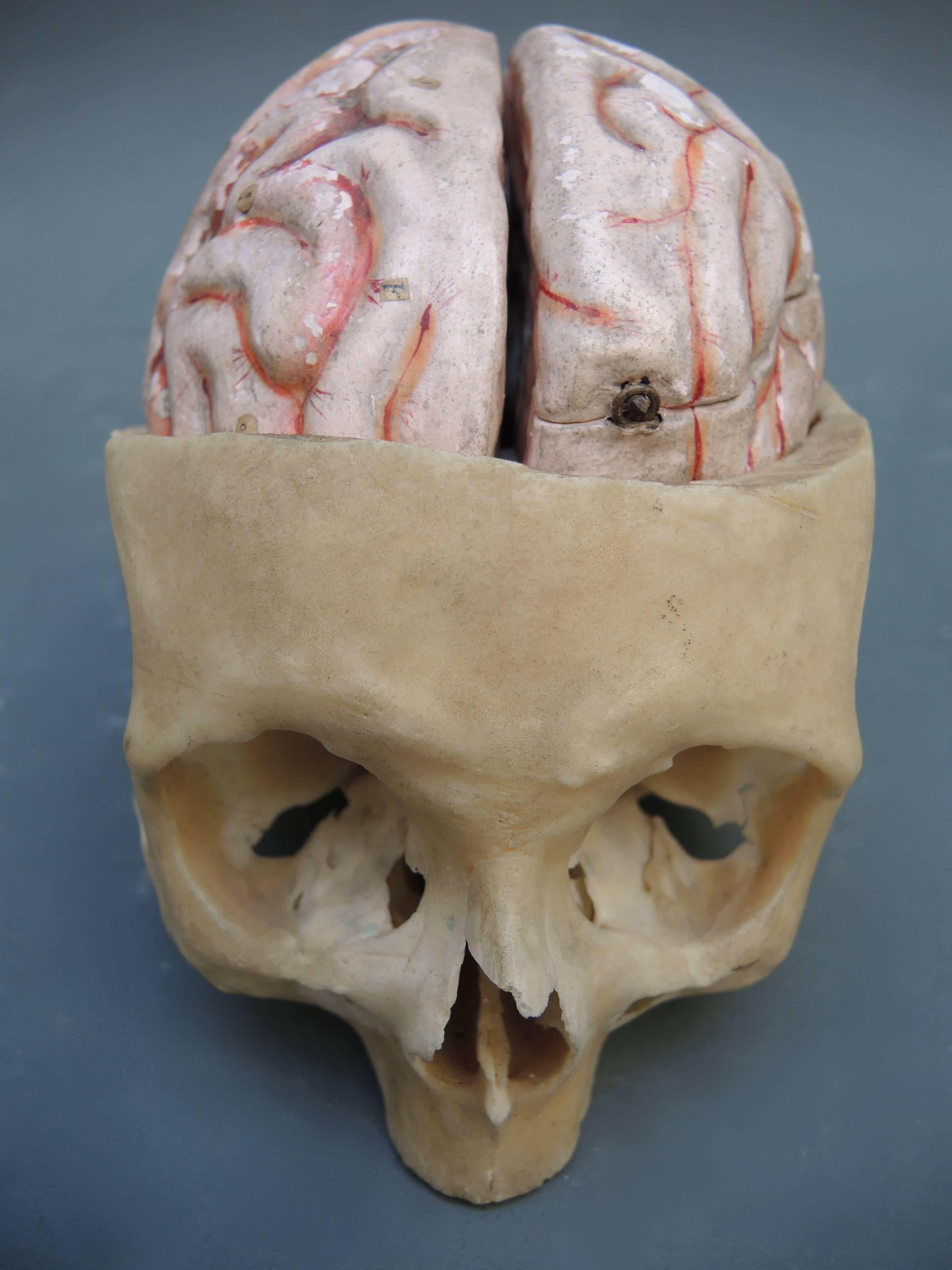 French Papier Mâché Scientific Model of the Brain by Dr. Auzoux For Sale 2