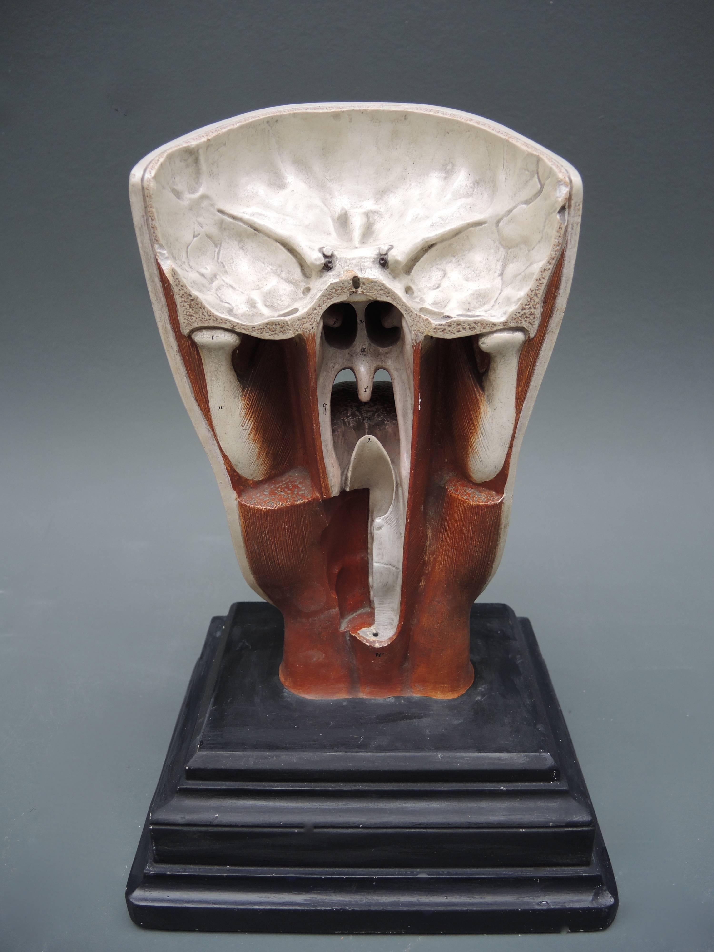 19th Century Anatomical Model of the Human Head by Bock-Steger Lips In Good Condition In Antwerp, BE