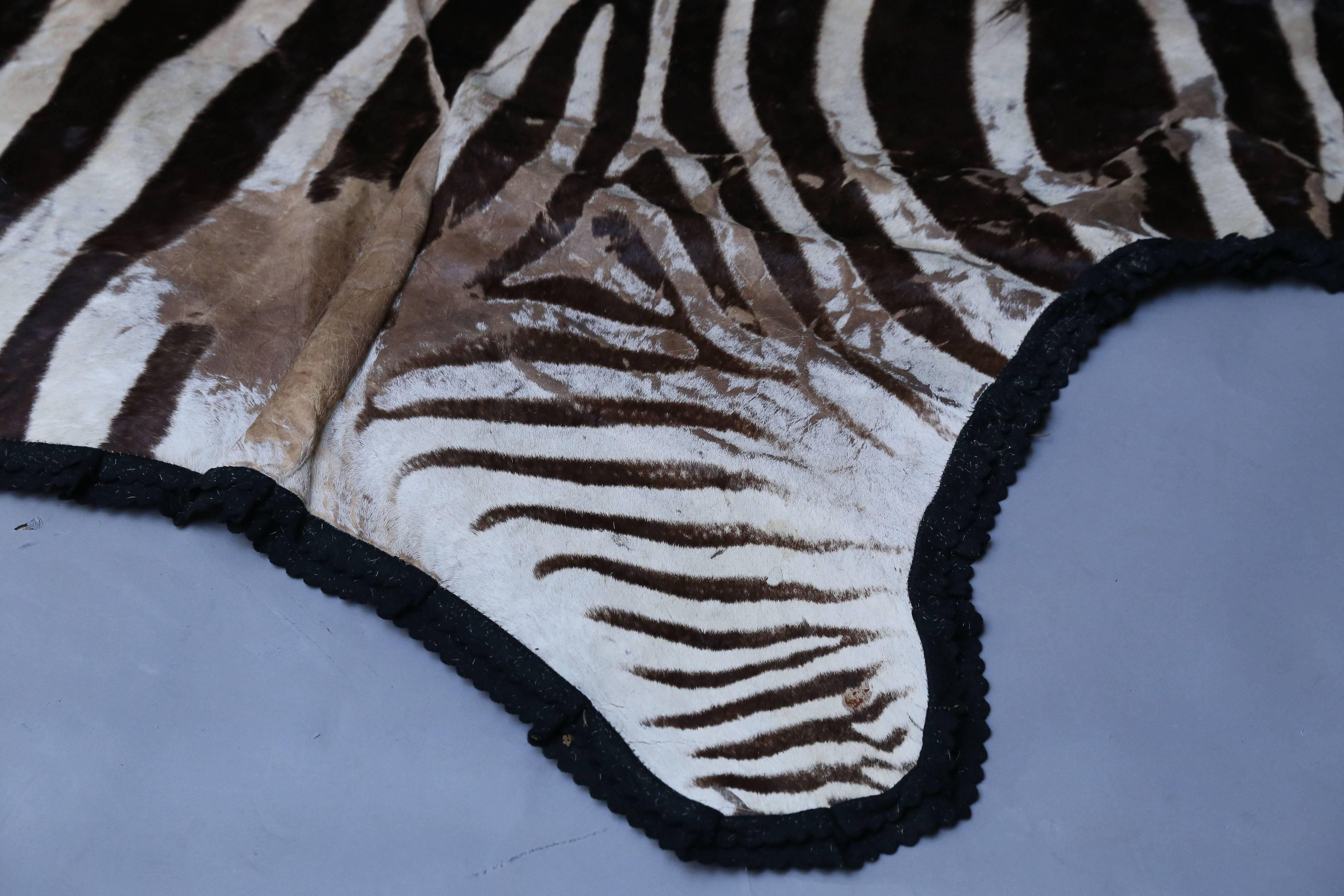 Zebra hide rug has black felt backing.