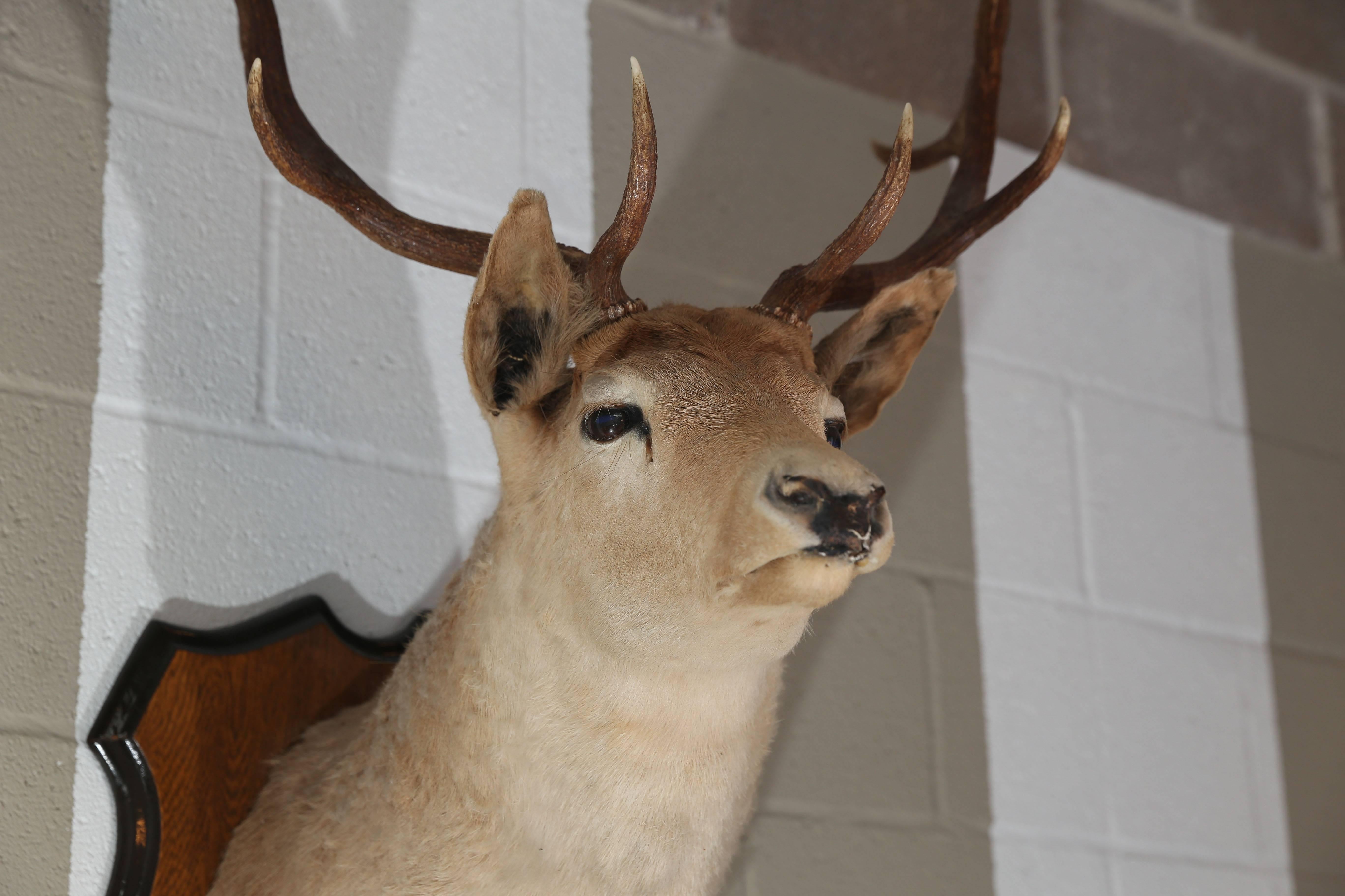 Other Fallow Taxidermy  For Sale
