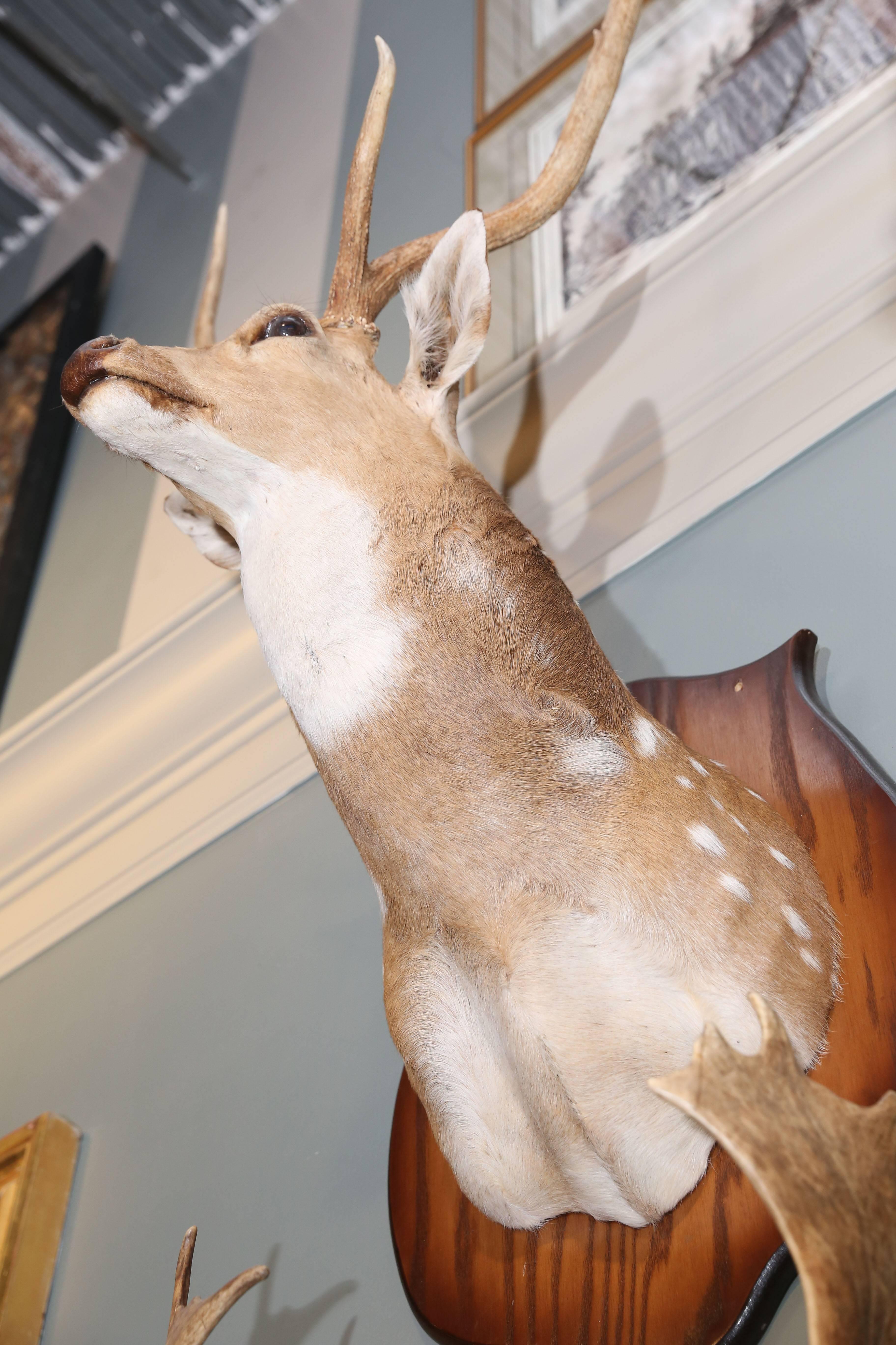 American Two Taxidermy Deer Mounted on Plaques sold separately For Sale