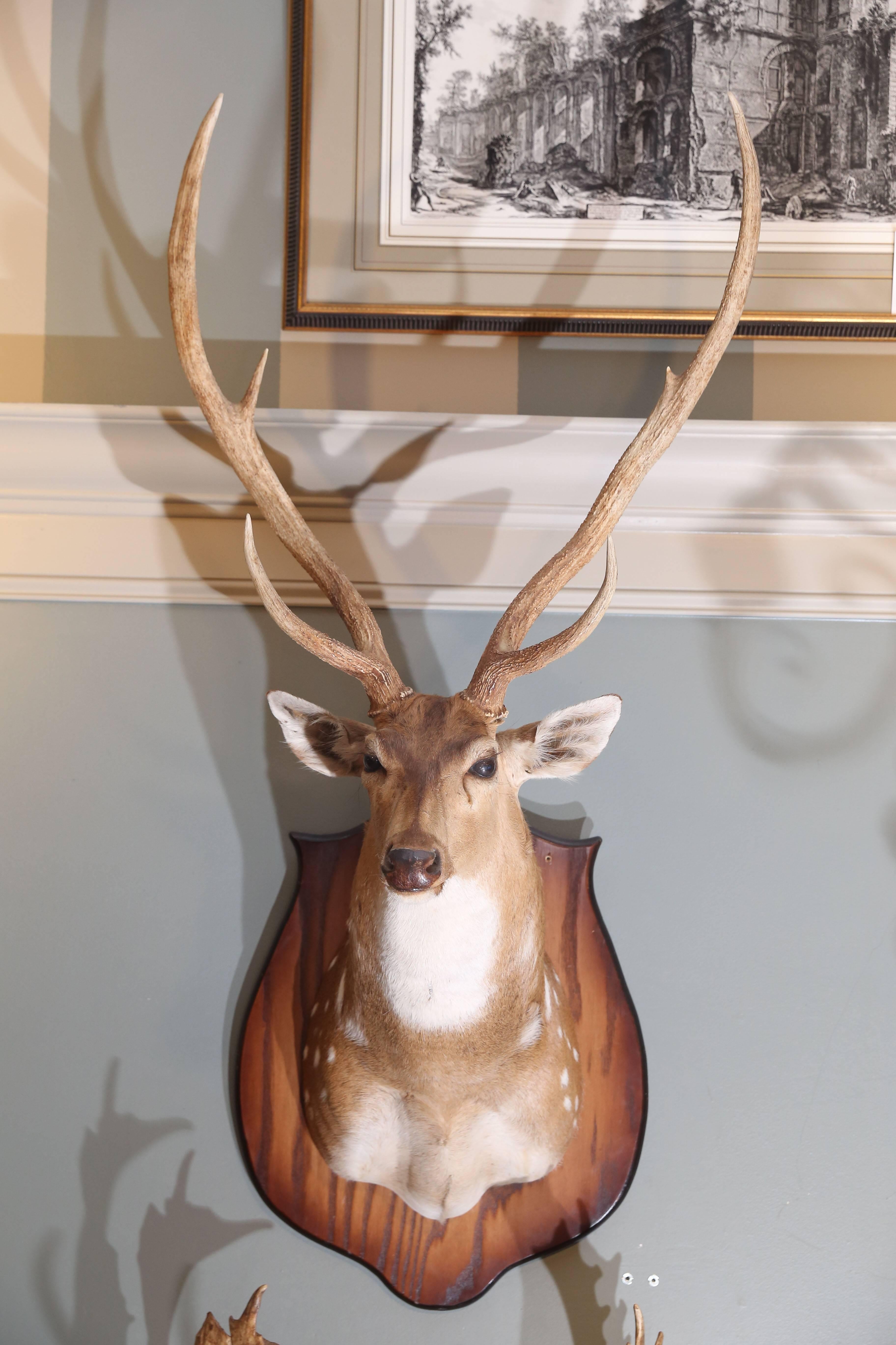 taxidermy plaques