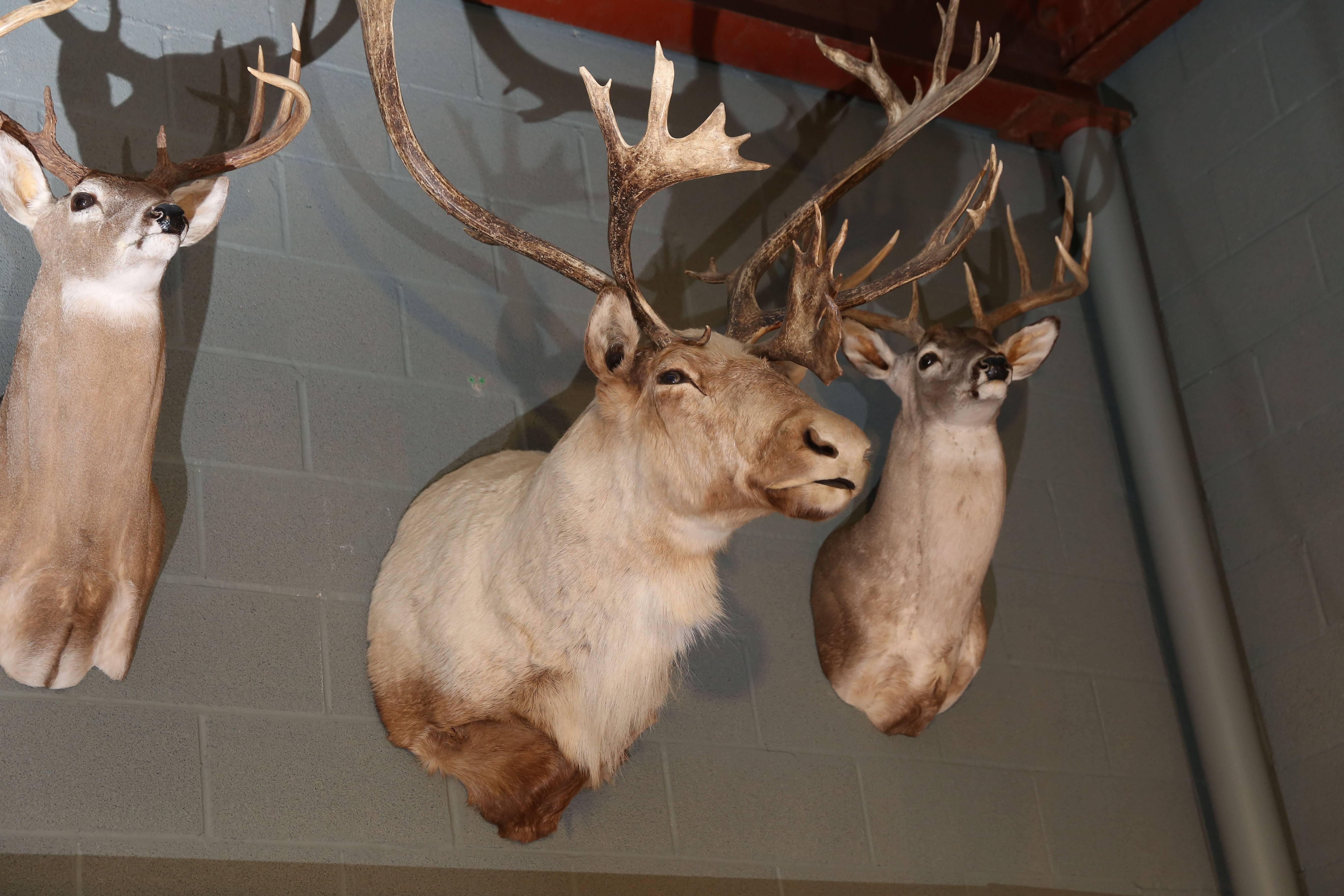 American Carabou & Two Deer Taxidermies ( sold separately) For Sale