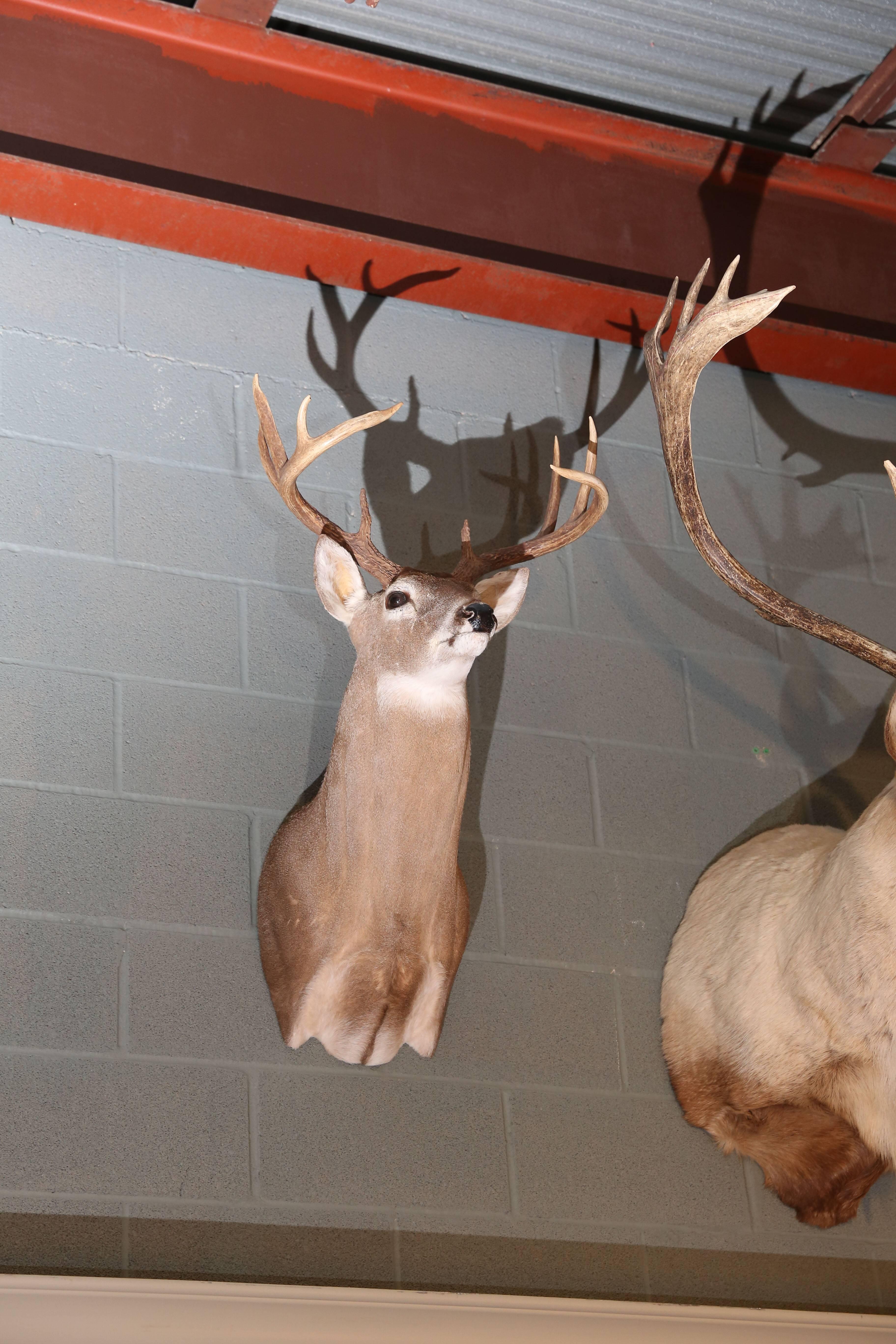 Flanking Caribou are two White-Tail deer.
Both approx. 36h x 22w x 22d
$1,000.00 each

Magnificent Caribou Mount is 51h x 38d x 45w
$1,500.00 