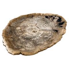 Platte aus versteinertem Holz