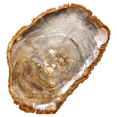 Centro de mesa con bandeja de madera petrificada natural de 20"