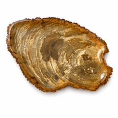 Tischdekoration aus naturbelassenem versteinertem Holz, 20"