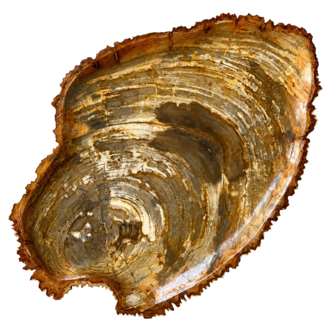 Rustic Natural Petrified Wood Platter with Polished Finish, Indonesia