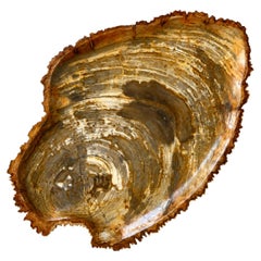 Natural Petrified Wood Platter Centerpiece 24"