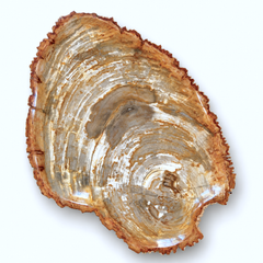 Rustic Natural Petrified Wood Platter with Polished Finish, Indonesia