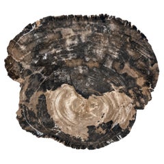 Rustic Natural Petrified Wood Centerpiece Platter from Java, Indonesia
