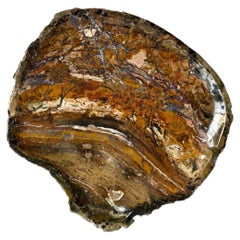 Grand plateau en bois pétrifié opalisé