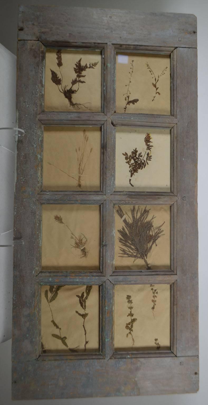 Late 19th Century Herbiers framed in multi paned French window. 25 in various sizes available.