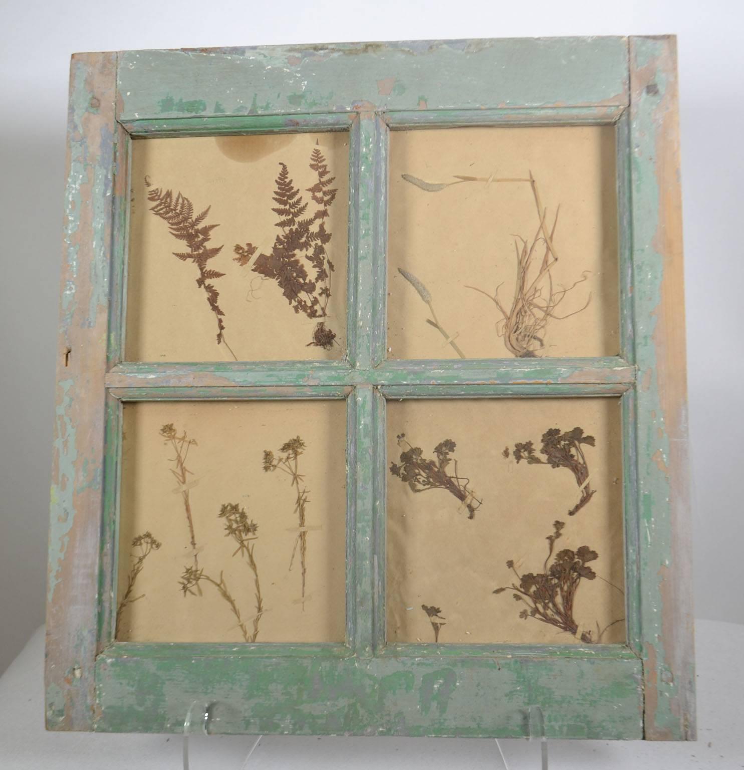 Herbiers framed in antique window frame. Age is approximate when the botanicals were collected.