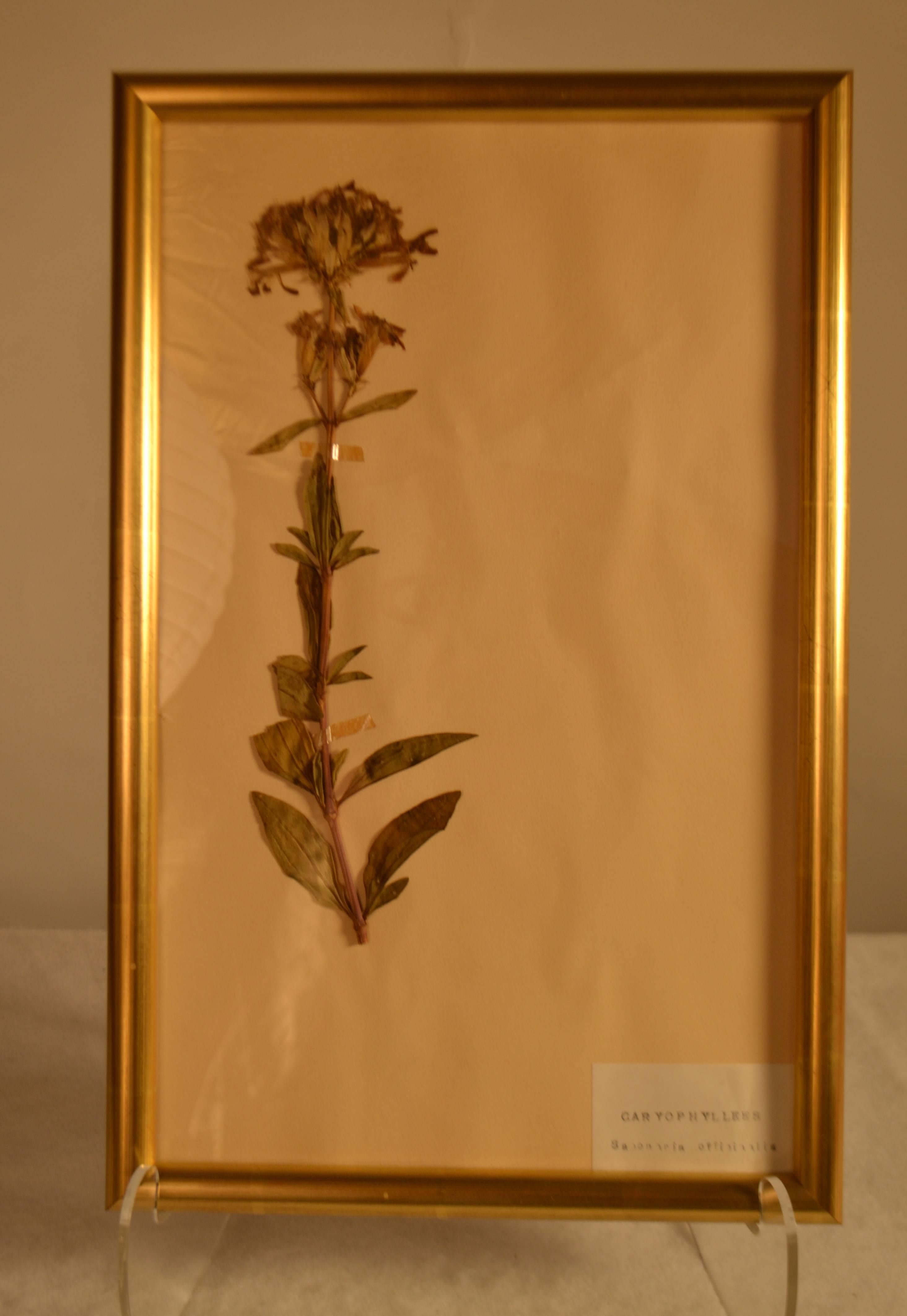 Framed Herbier in new gold leaf frame, circa 1920. A collection of 100 of these botanicals are available.