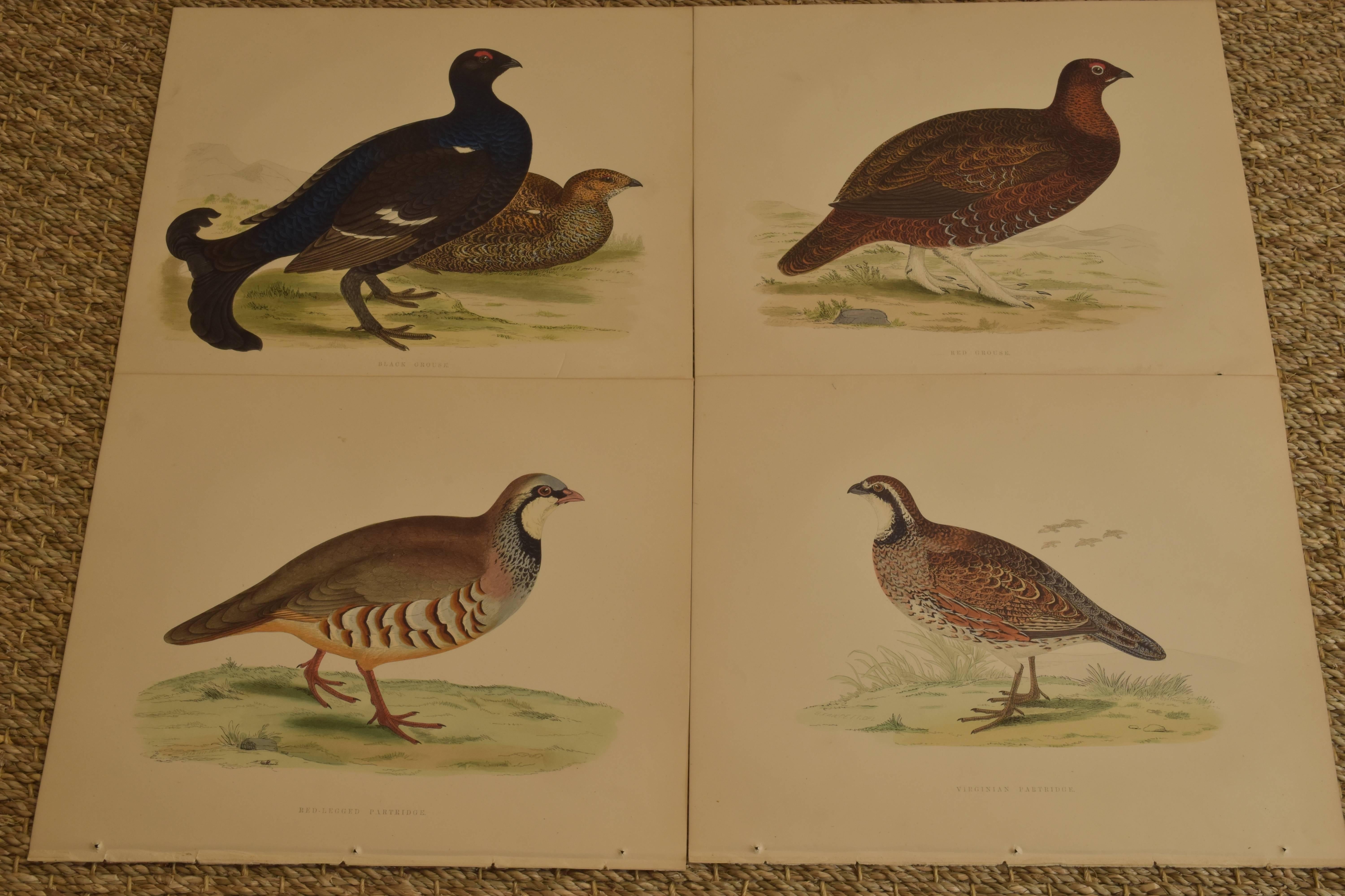 An important collection of hand colored plates by Beverly Robinson Morris. From British game birds and wildfowl. 

London: Groombridge and Sons, Paternoster Row, 1855.

Porfolio includes the collection of the following British Gamebirds and