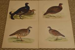 Hand Colored Bird Plates by Beverly Robinson Morris, 1855