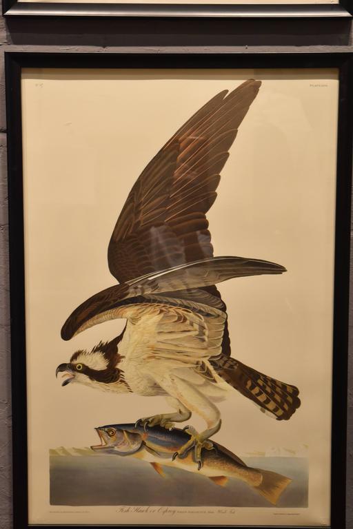 Collection of Four Audubon Prints For Sale at 1stdibs