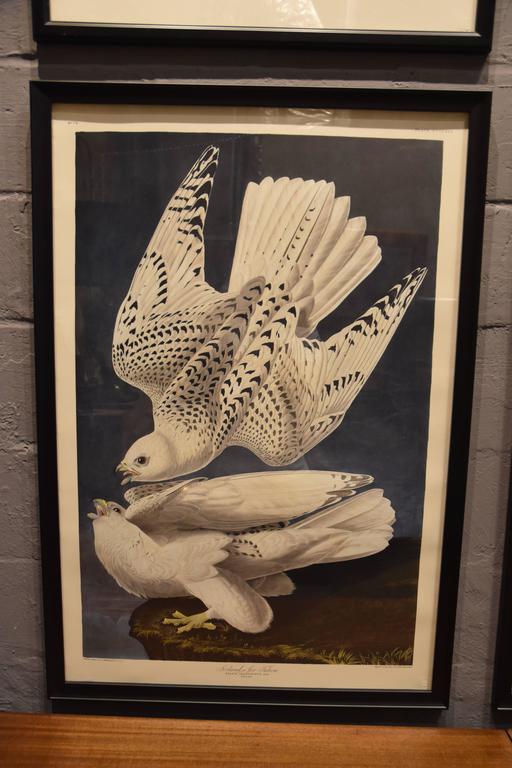 Collection of Four Audubon Prints For Sale at 1stdibs