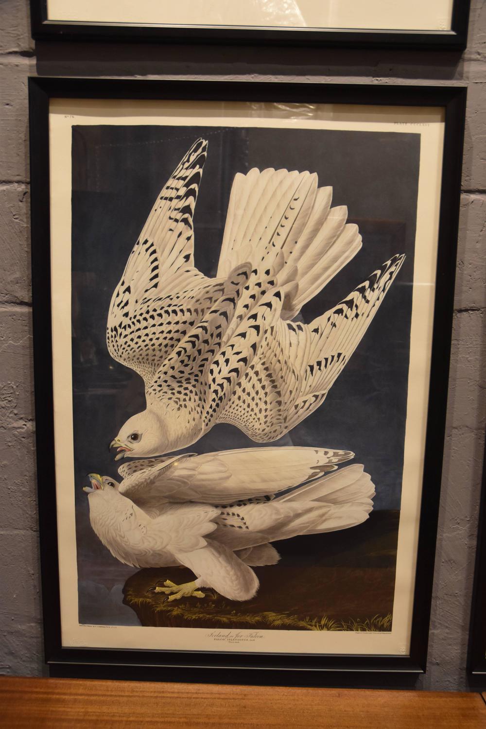 Collection of Four Audubon Prints For Sale at 1stdibs
