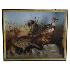 Fine 19th Century Cased Taxidermy by James Hutchings – Two Pheasants