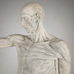 Écorché Anatomical Model – Plaster Sculpture