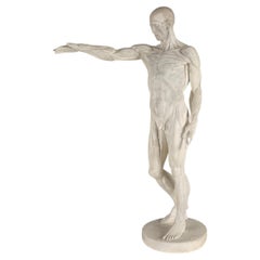 Écorché Anatomical Model – Plaster Sculpture