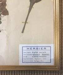 Mid Century French Herbier Pressed Botanical Art, France