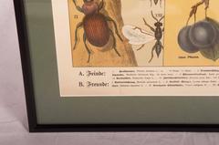 19th Century Antique German School, Teaching Chart, Poster