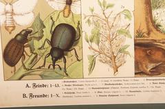 19th Century Antique German School, Teaching Chart, Poster