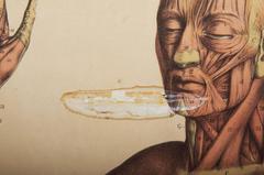 Vintage School Teaching Chart "Human Muscles"