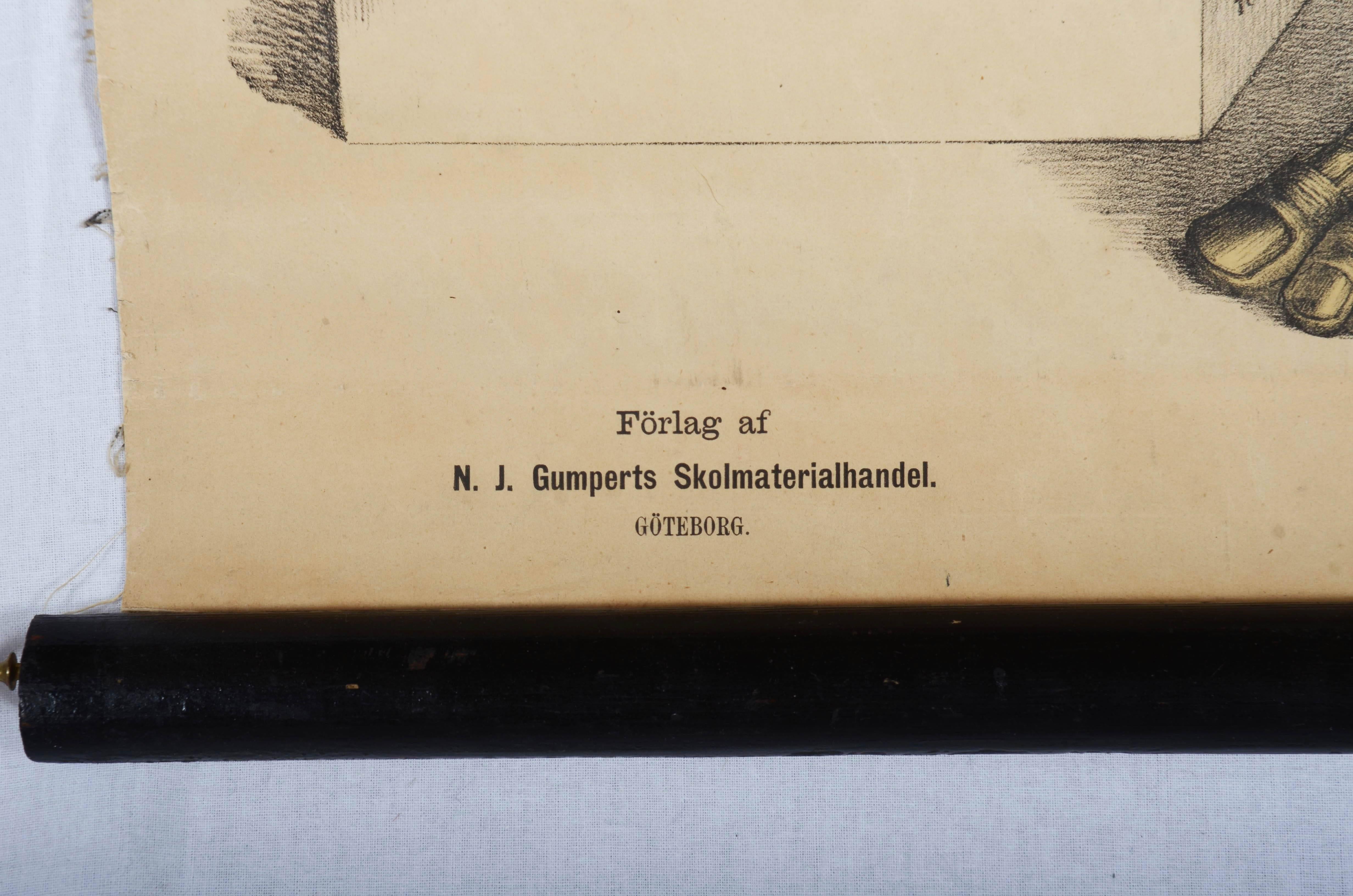 Vintage-Schulungstafel „“menschliche Muscheln“, Vintage (Deutsch) im Angebot