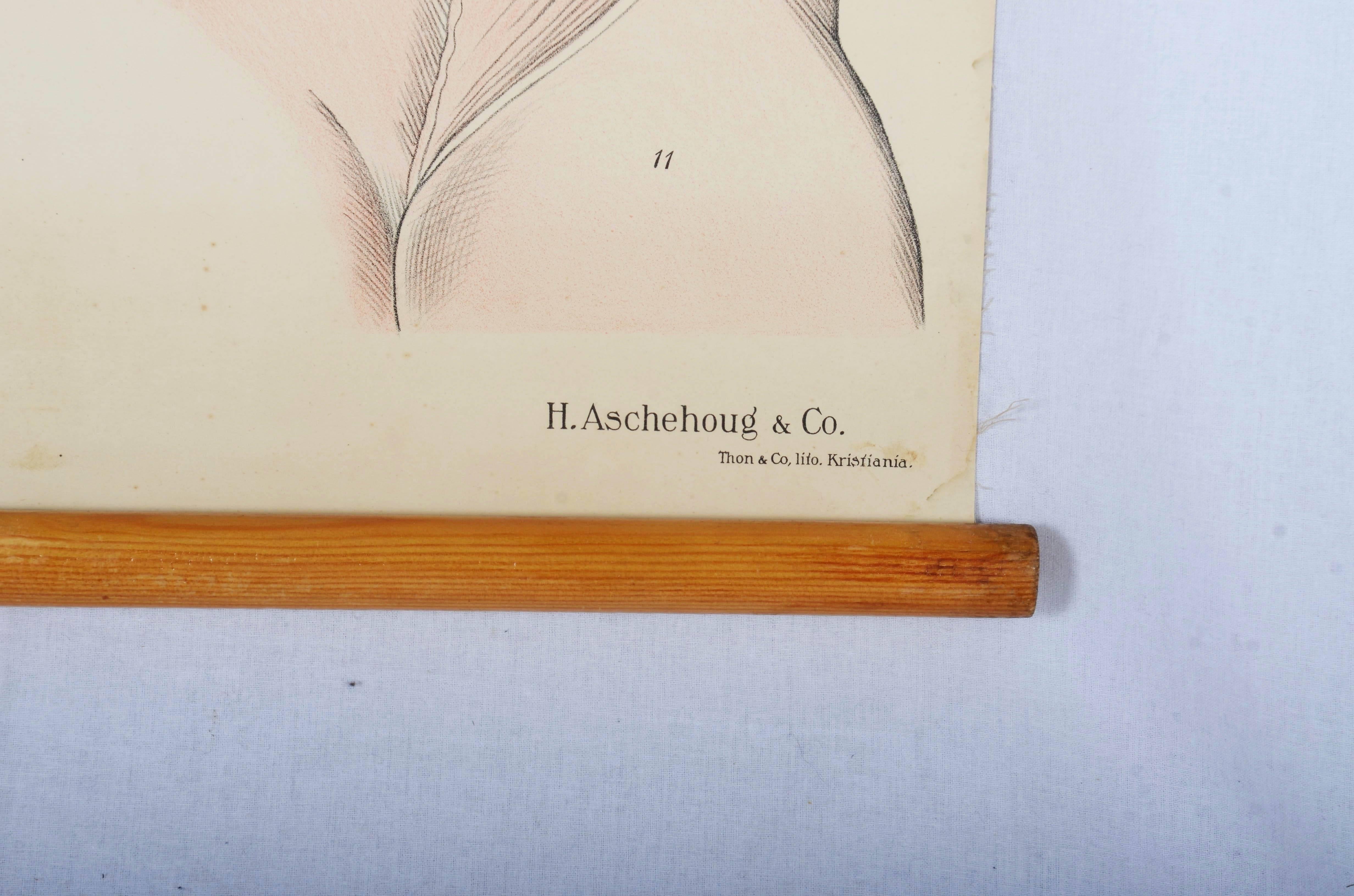 Wandtafel mit der Darstellung des menschlichen Muskelsystems. 
Wahrscheinlich aus den 1950er Jahren.
Bunter Druck auf Papier.
Guter Originalzustand, altersbedingte Gebrauchsspuren.