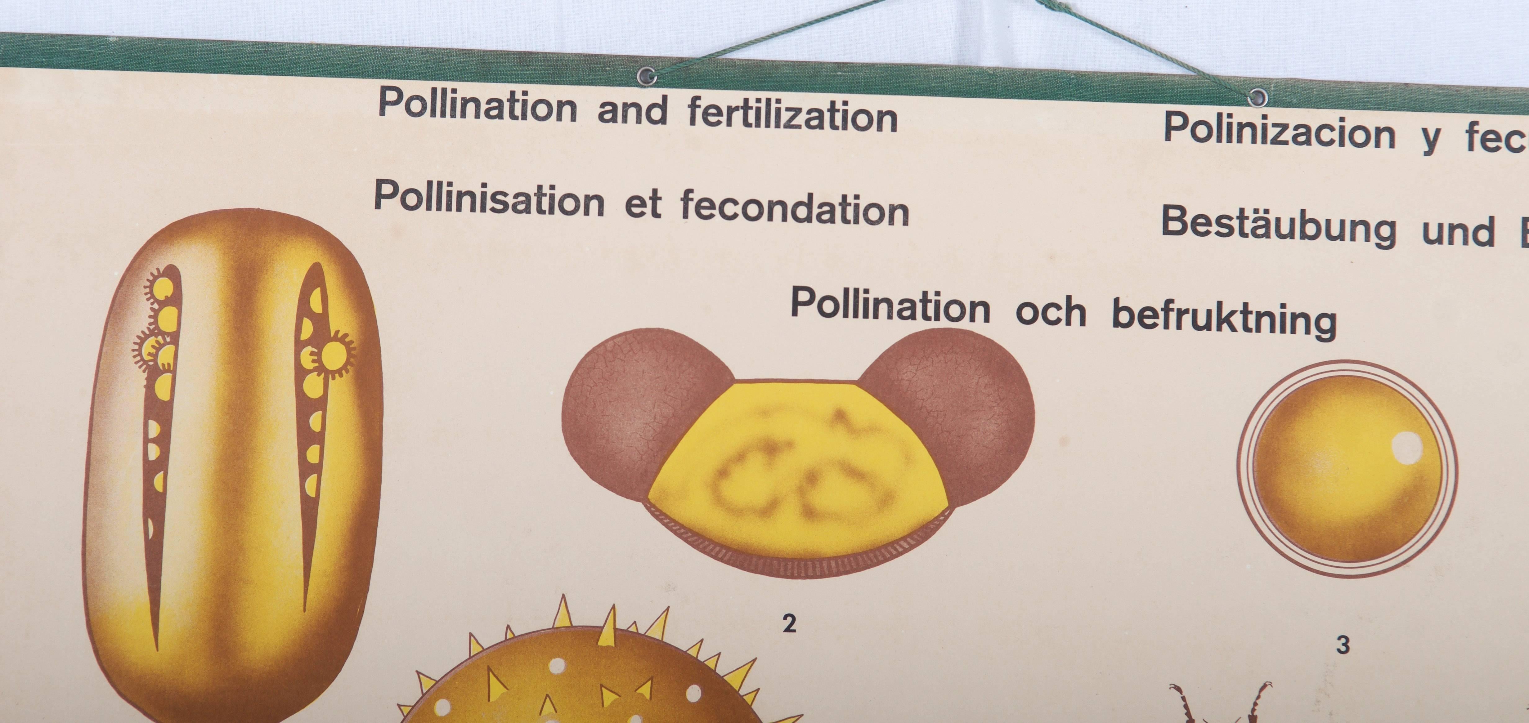 Suédois Ancienne école suédoise, tableau d'enseignement, affiche « Polination et fertilisation » en vente