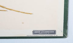 Antique Swedish School, Teaching Chart, Poster "Insects"