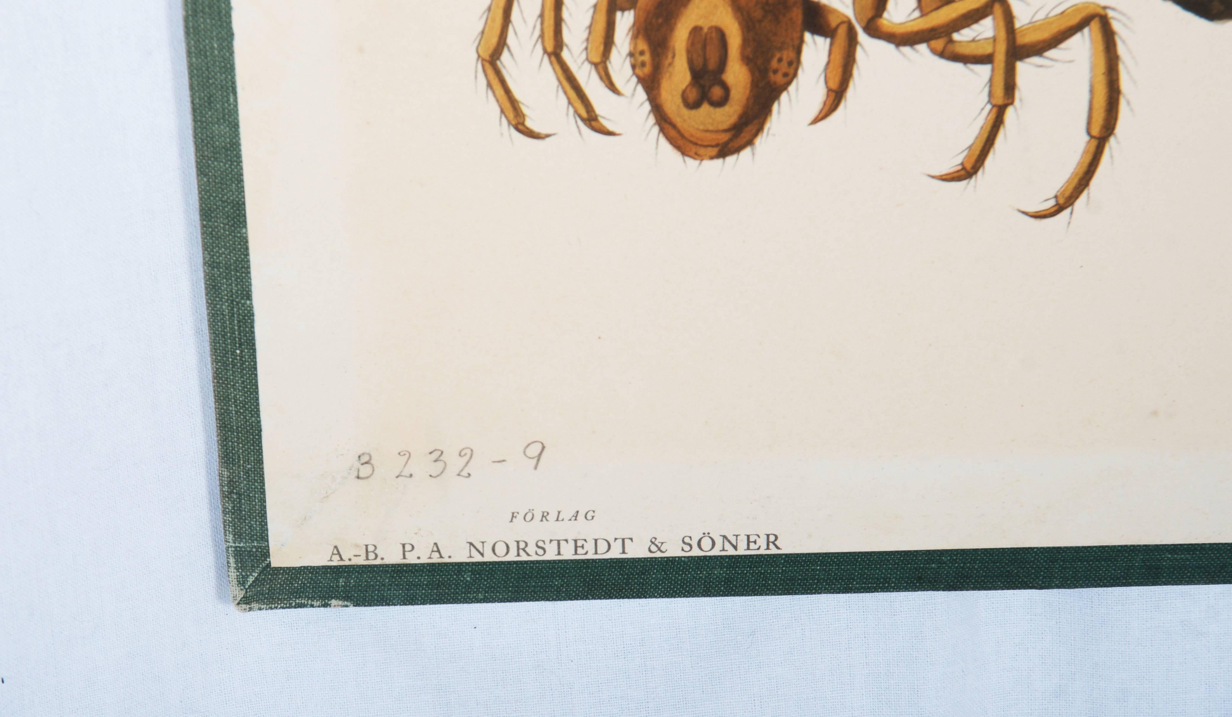Antike schwedische Schule, Lehrkarte, Poster „Insekten“ (Schwedisch) im Angebot