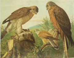 German School, Teaching Chart, Poster "Birts of Prey"