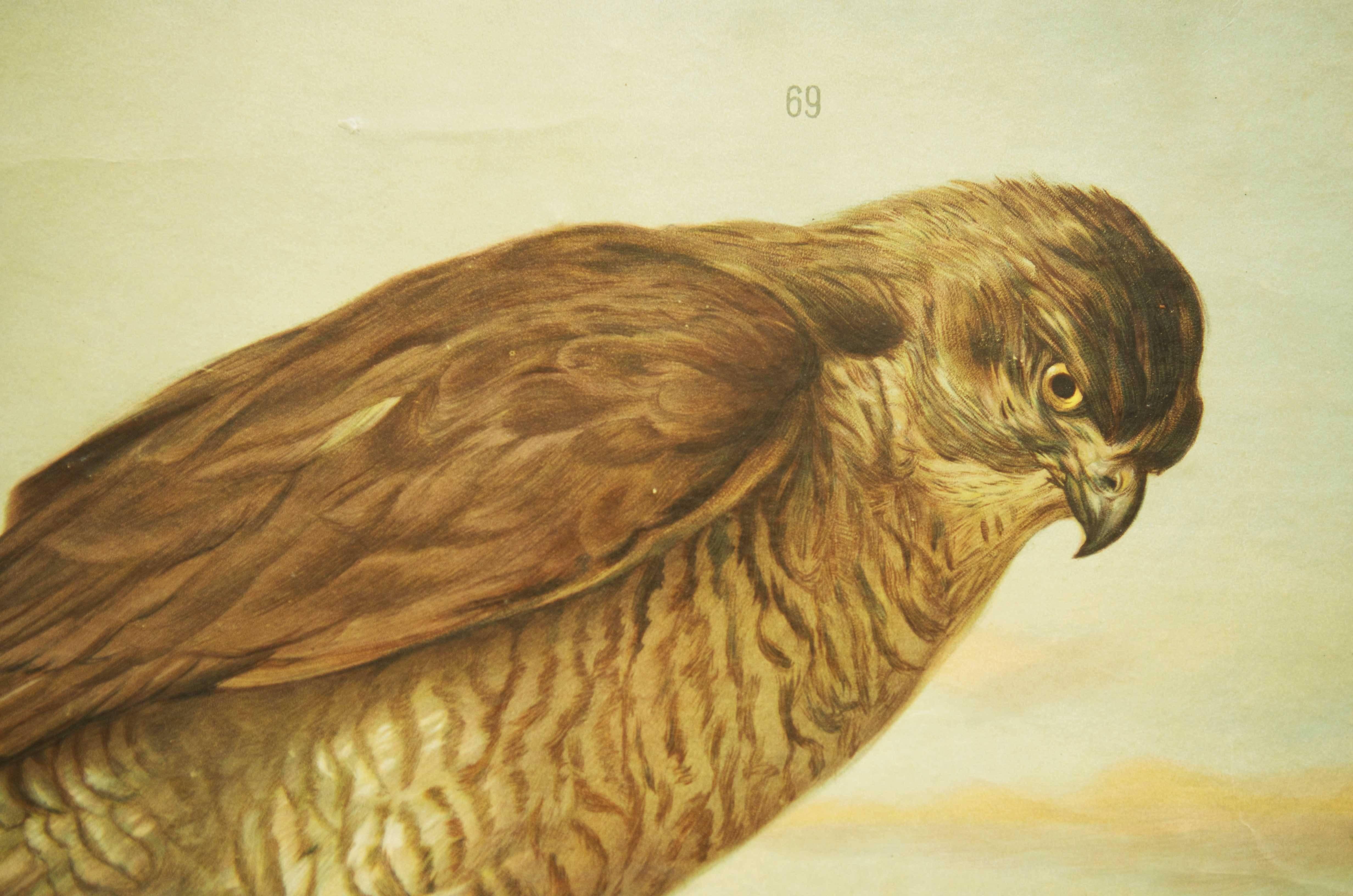 Milieu du XXe siècle École allemande, tableau d'enseignement, affiche « Birds of Prey » en vente