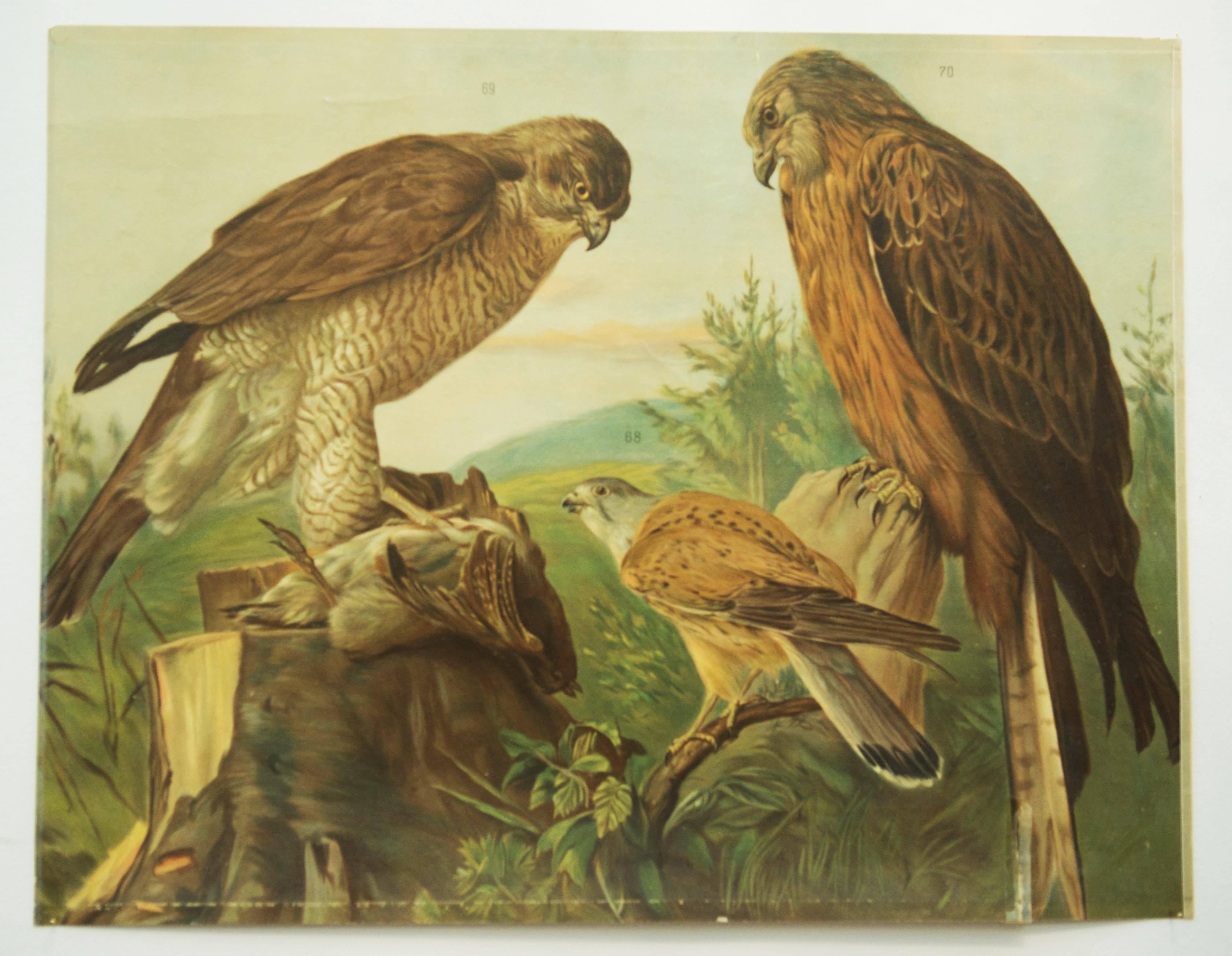 École allemande, tableau d'enseignement, affiche « Birds of Prey » Bon état - En vente à Vienna, AT