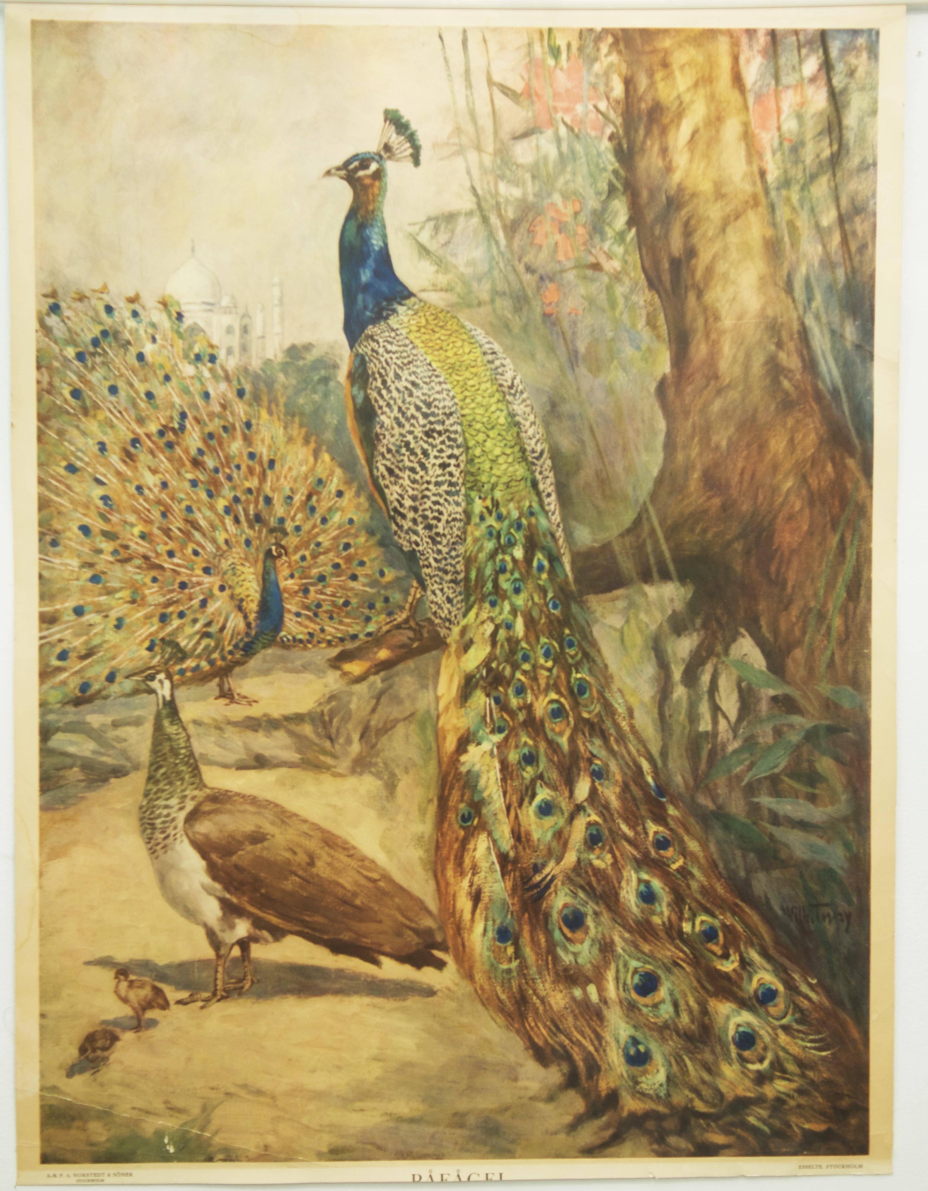 Vintage Swedish school chart depicting a peacocks. 
Printed probably in the 1960s by A.-B. P. A. Norstedt and Söher Stockholm.
Good original condition, age-related traces of usage, partly fissures and stained.