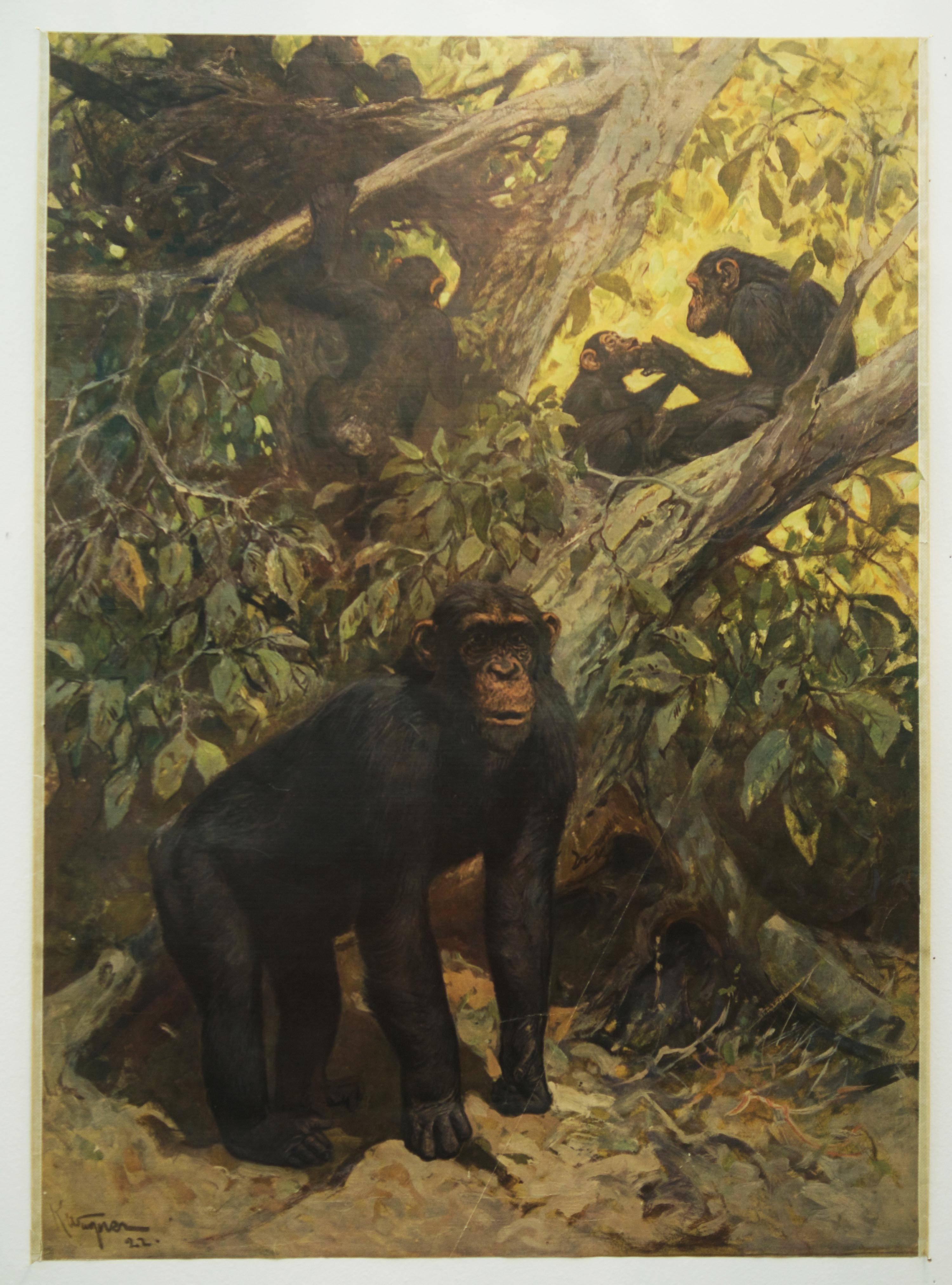 Great old wall chart depicting "chimp". the chart is signer K. Wagner.
Oringinaly painted in 1922. This is a reprint propably from the 1960s.
Colorful print on paper.
Good original condition, age-related traces of usage, partly fissures