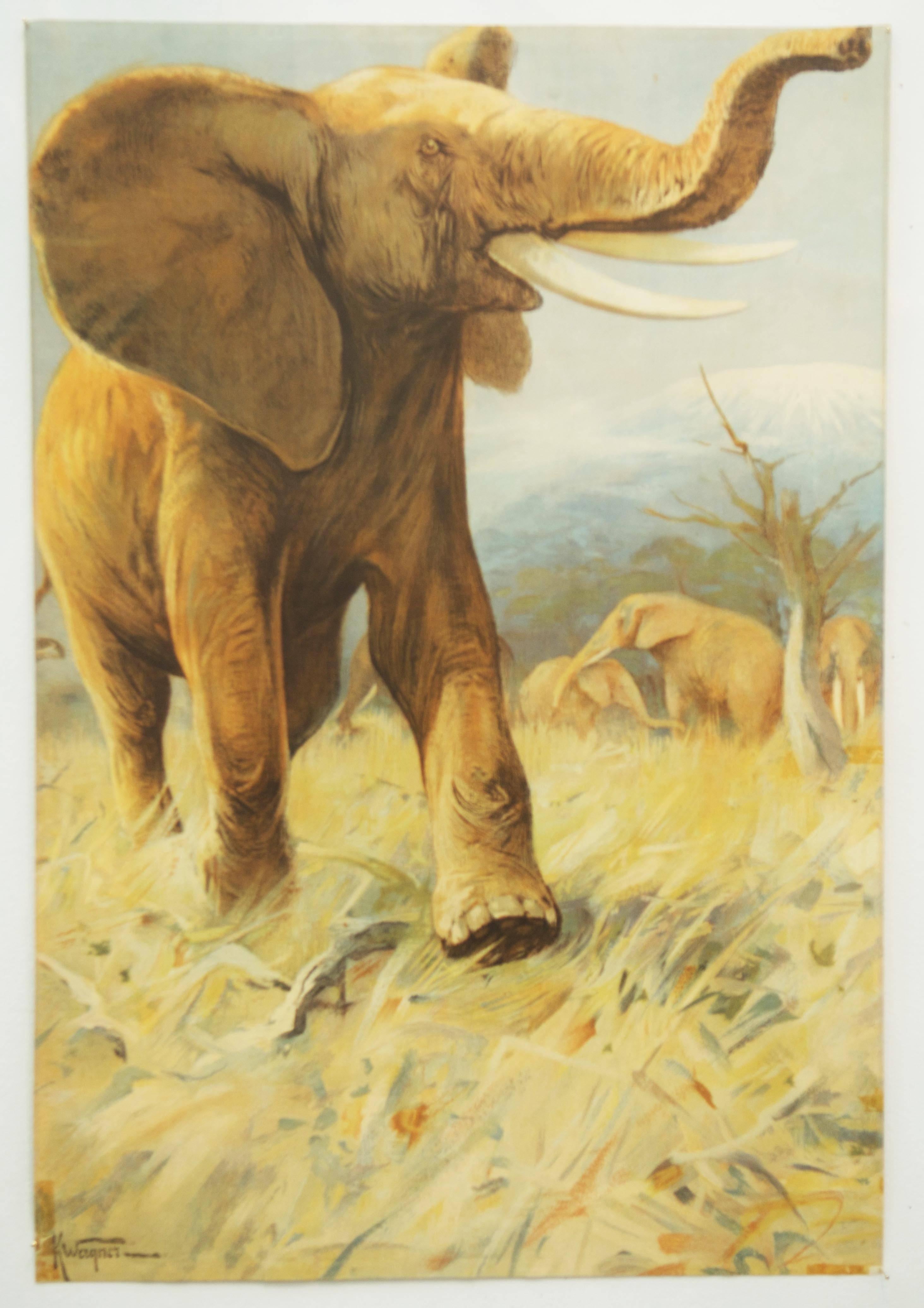 Antique wall chart depicting "elephants." The chart is signer K. Wagner.
Oringinaly painted in 1922. This is a reprint propably from the 1960s.
Colorful print on paper.
Good original condition, age-related traces of usage, partly